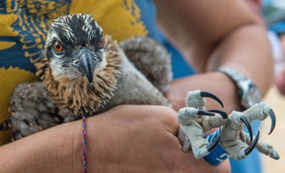 Closeup on an osprey chick being held and banded.