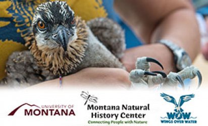 Closeup on an osprey chick being held and banded. A feathered white backdrop covers the lower third. Over it are three logos. From left to right: University of Montana; Montana Natural History Center; Wings Over Water